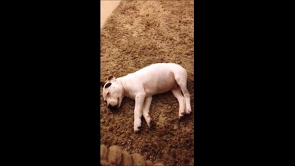 Ce jeune chien va avoir la peur de sa vie à cause... de son pet