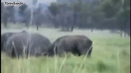 Best Documentary HD Buffalo vs Rhino - Wild Animals Fighting