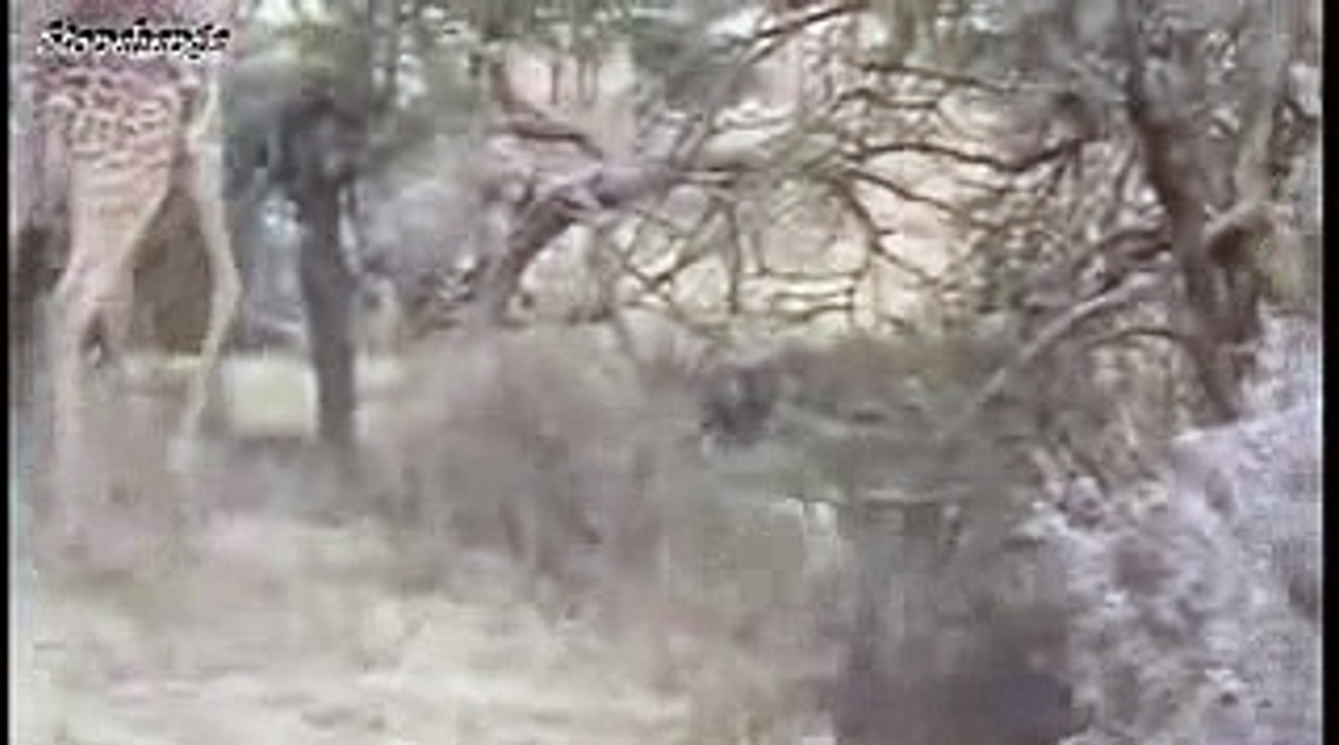 ⁣Best Documentary HD Giraffe vs Lion - Wild Animals Fighting