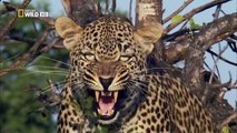 BIG ANIMALS CAUGHT IN FIGHT - Amazing Rare Animal Documentary - Nat Geo Wild