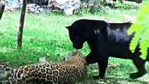 Big vs Big Cats Deadliest Fights _ Tiger Jaguar Cheetah Lions Attacks