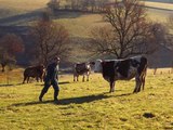 Reportage Cant'Avey'Lot : le pari réussi de 30 éleveurs laitiers du Sud-Ouest