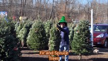 Common Trees and Shrubs Used in Pa Landscapes