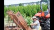 Demo Shrub Planting of American Cranberry  Plants
