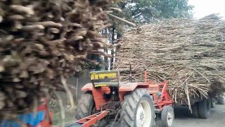 tractor videos long line of sugarcan loaded trollies on road for mill