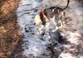 Dog Can't Contain Its Excitement When Breaking Ice