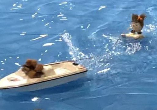 Twiggy the Waterskiing Squirrel Makes the Crowd Go Nuts