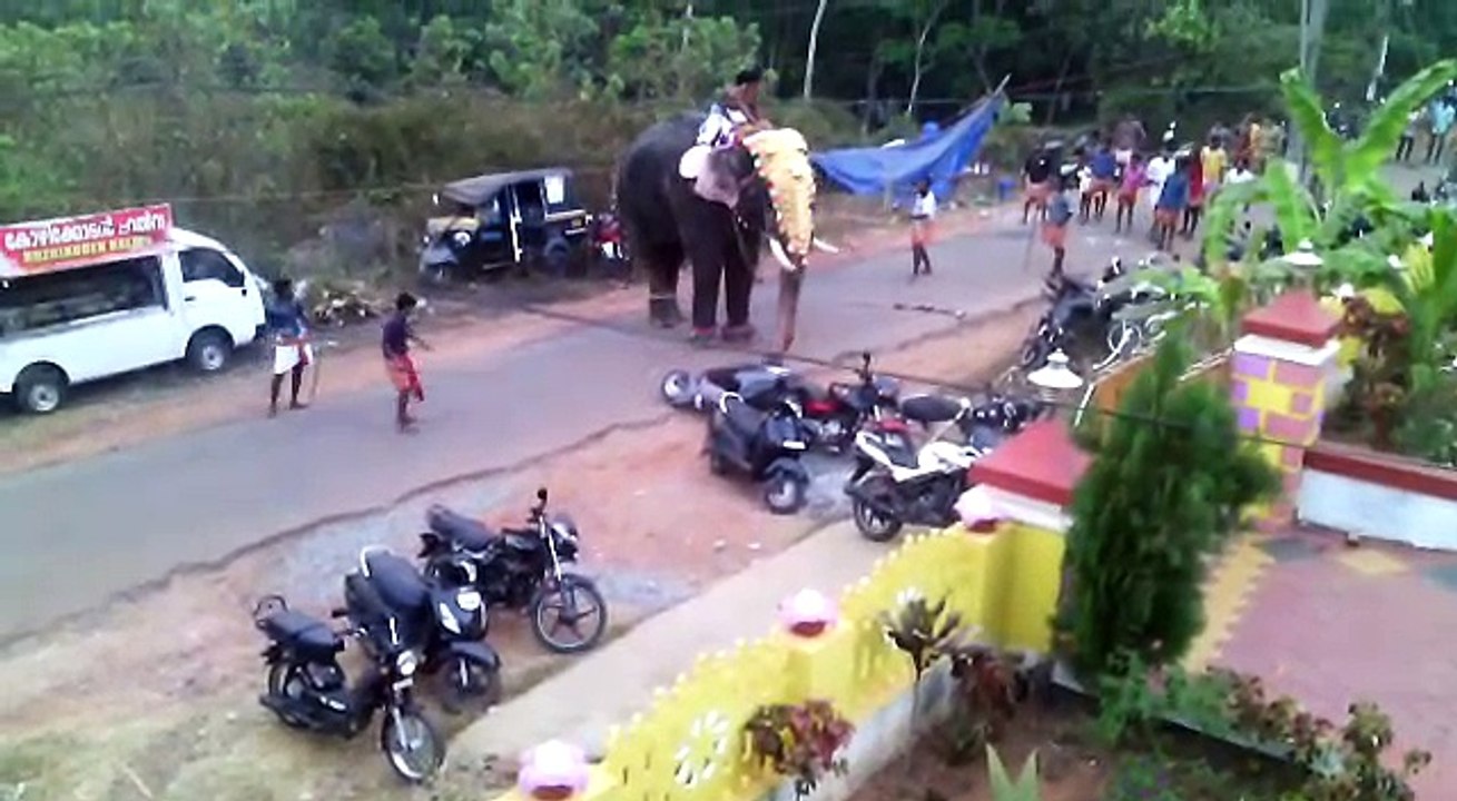engry elephant going dangerous
