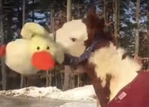 Un cheval s'amuse avec une peluche dans la neige