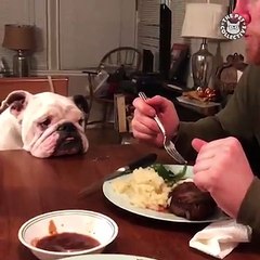 Here are the best pets of the week! 