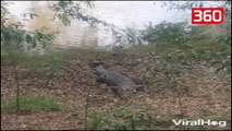 Aligatori gjigand frikesohet dhe ja mbath me te katerta nga... (360video)