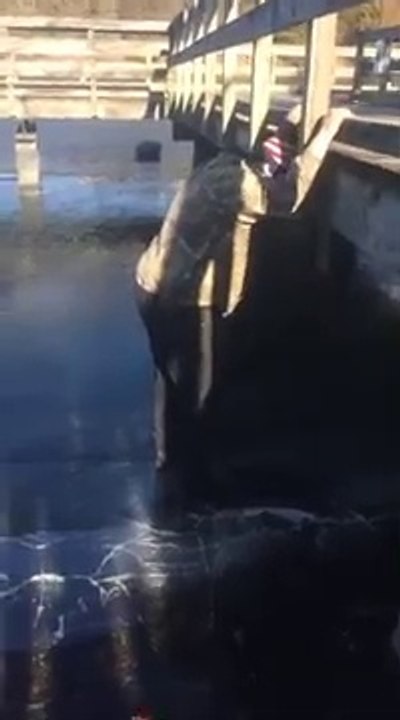 Ce débile pense pouvoir marcher sur un lac gelé... FAUX