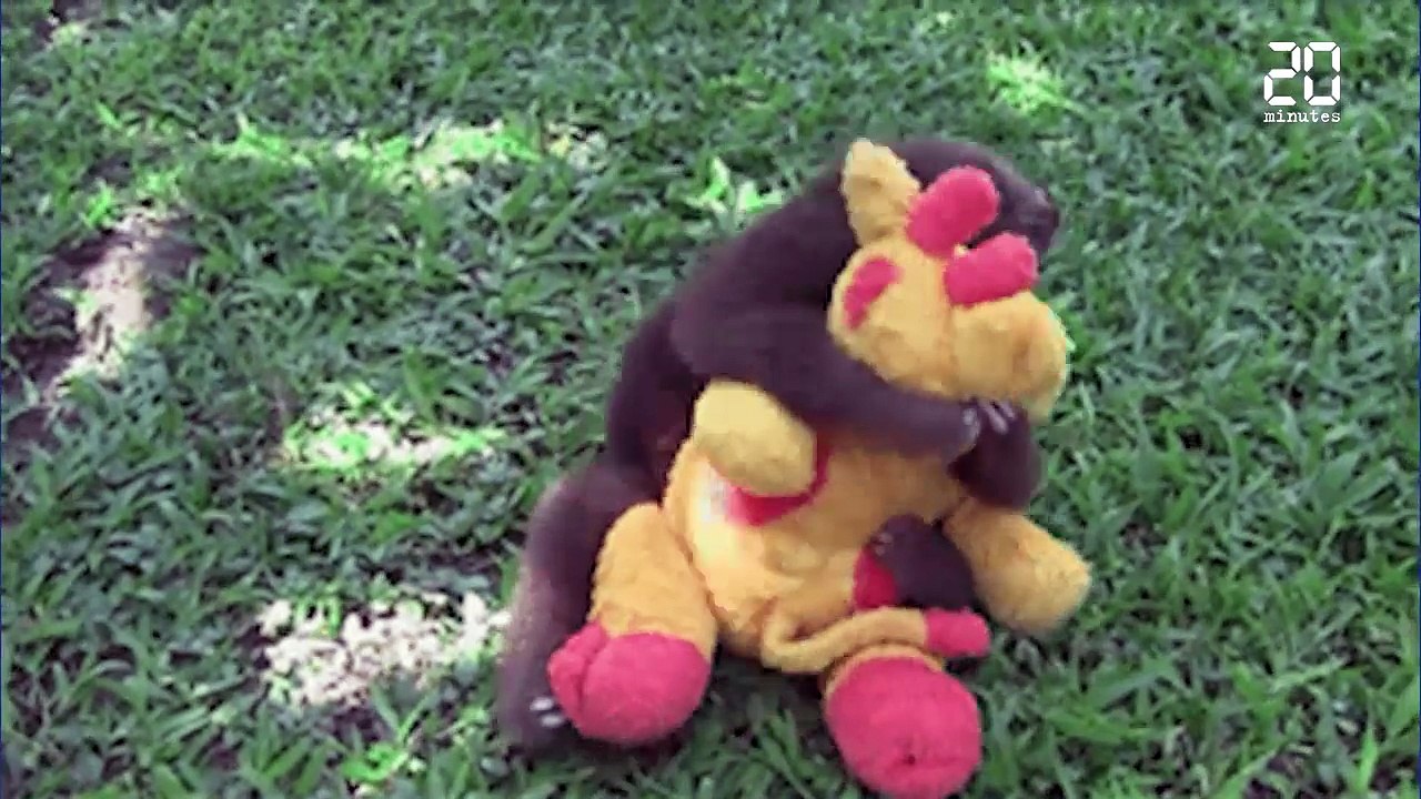 Les animaux fêtent la journée internationale des câlins