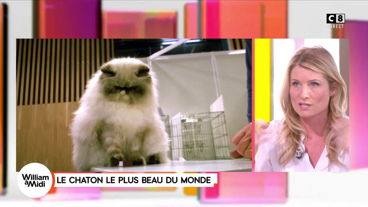 Le chaton le plus beau du monde