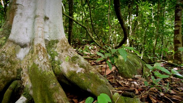 Découvrez le chat rubigineux : le plus petit chat sauvage au monde
