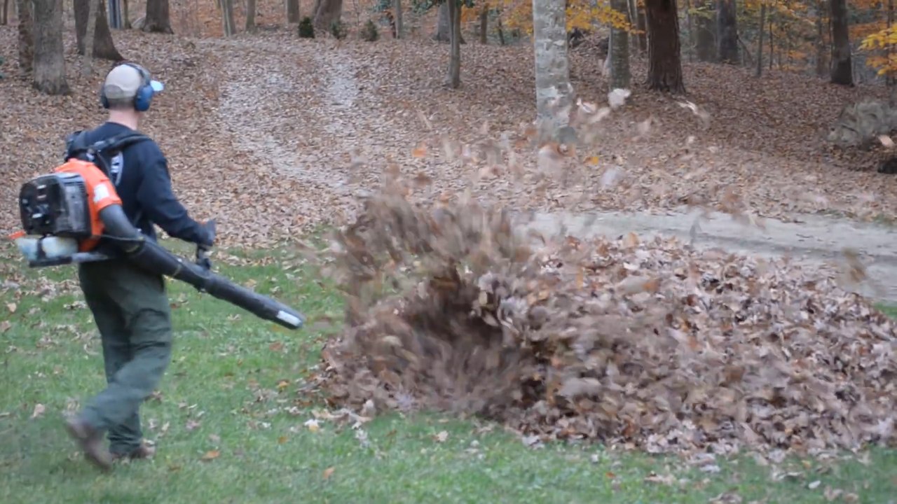 Devinez ce qui se cache sous ce tas de feuilles !
