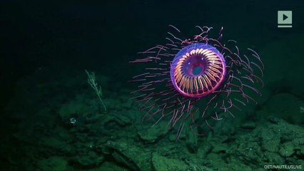 This Super Rare Jellyfish Looks Like a Firework