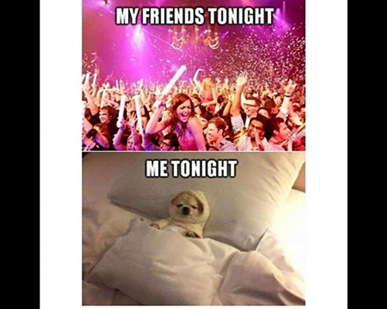 Animal Memes Compilation