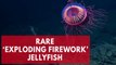 This jellyfish looks exactly like an exploding firework