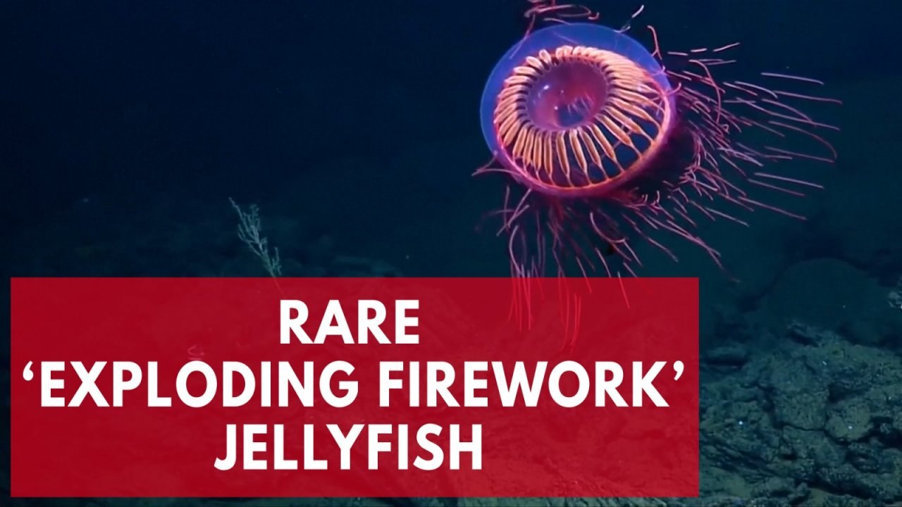 This jellyfish looks exactly like an exploding firework