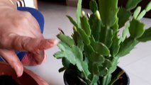 How to Grow Christmas Cactus by Cutting || Fun Gardening