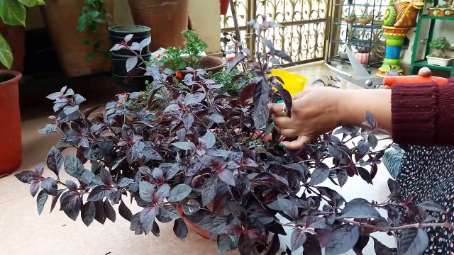 How to Grow and Care Loropetalum Plant / Border Plant || Fun Gardening