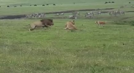 Esse é o cachorro mais valente que eu já viu