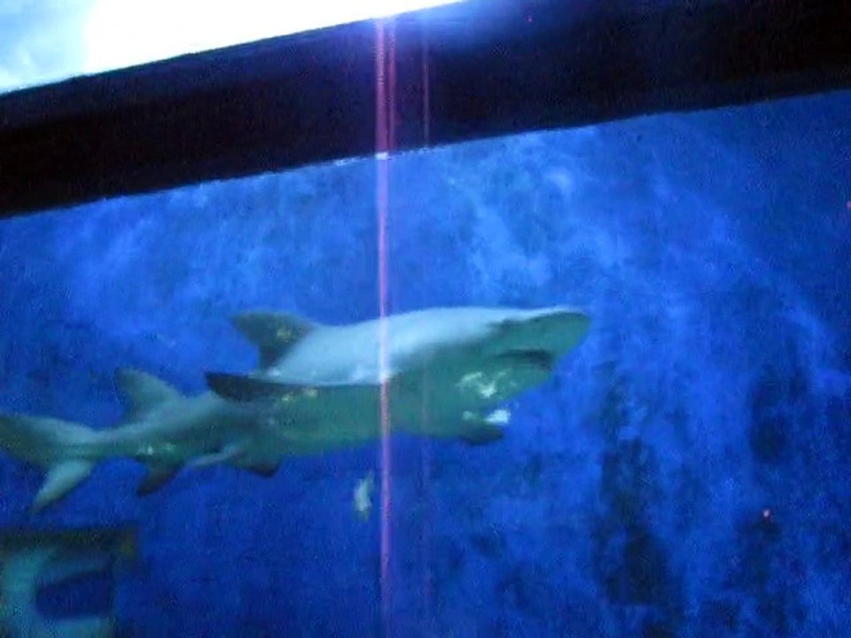 Le Grau-Seaquarium (1)