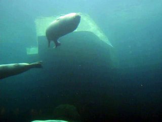 Le Grau-Seaquarium (6)