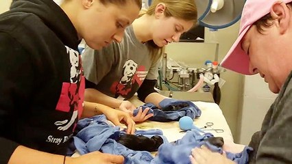 Rescuers Bring Puppies To Life After Mama Undergoes C-Section