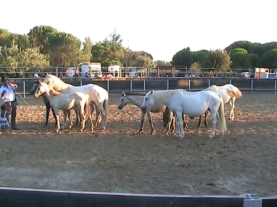 Manade (7)