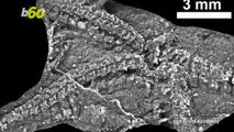 Researchers Discover 435 Million-Year-Old Fossilized Starfish