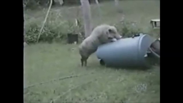 Silly Stupid Animals - Funny Animals Compilation