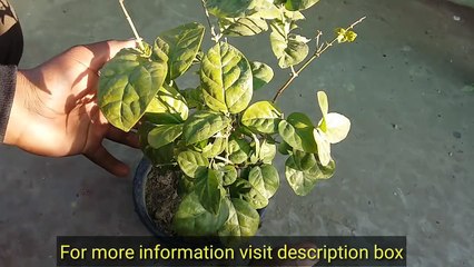 Caring Mogra before flowers season | How to Grow Jasemine plants