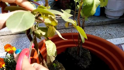 à¤—à¤®à¤²à¤¾ à¤à¤• à¤ªà¥Œà¤§à¥‡ à¤…à¤¨à¥‡à¤•ðŸ˜±multi variety of plants in single pot