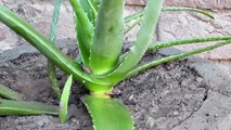Aloe Vera How to grow  Aloe Vera EASY Way at home (کوارگندل)cowargandal