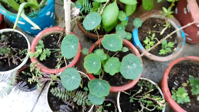 NASTURTIUM à¤•à¥‡ à¤«à¥‚à¤²à¥‹à¤‚ðŸ’à¤•à¥‹ pots à¤¯à¤¾ Hanging baskets à¤•à¤¹à¥€à¤‚ à¤­à¥€ à¤‰à¤—à¤¾à¤“