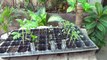 Part-1 | How to Grow Tomatoes From Seeds | Seedling to Transplanting | Winter Vegetable (Urdu/hindi)