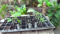 Part-1 | How to Grow Tomatoes From Seeds | Seedling to Transplanting | Winter Vegetable (Urdu/hindi)
