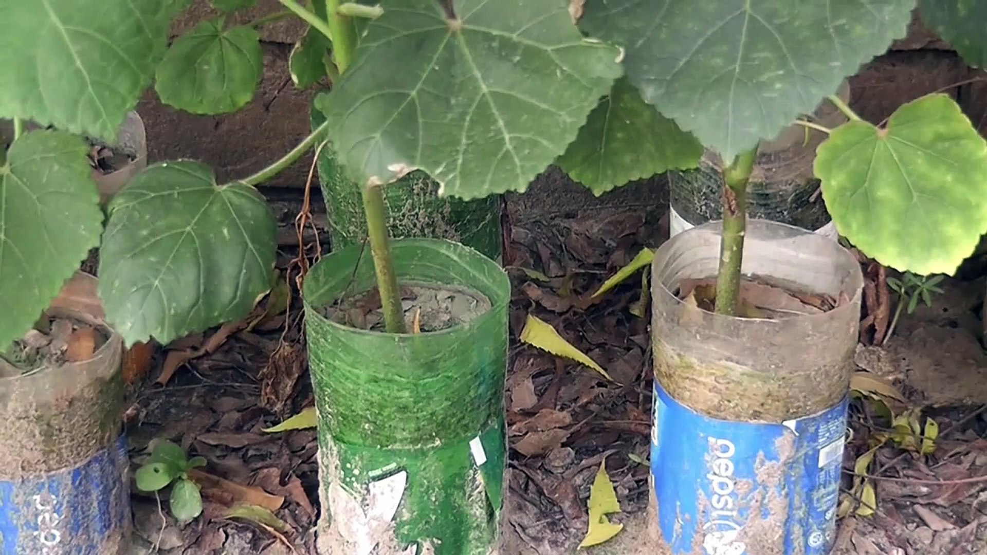 plastic Bottles Beautiful Garden ideas Using old plastic Bottle (step2)