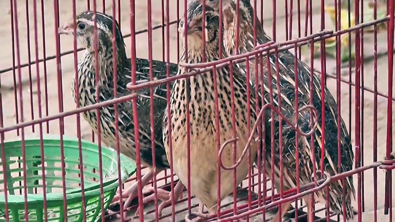 batair farming( Small Quail Farm at Home) in urdu