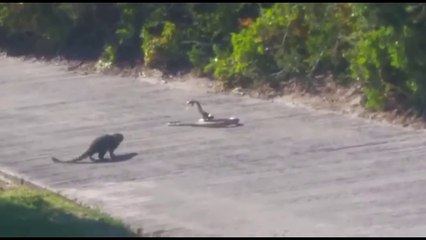 Mangouste VS cobra royal... Face à face incroyable