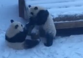 Twin Pandas Have Epic Snow Day as Zoo Atlanta Closes Due to Weather