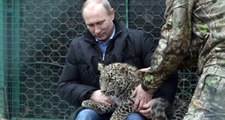 Putin'e Kötü Haber! Leoparı Ölü Bulundu