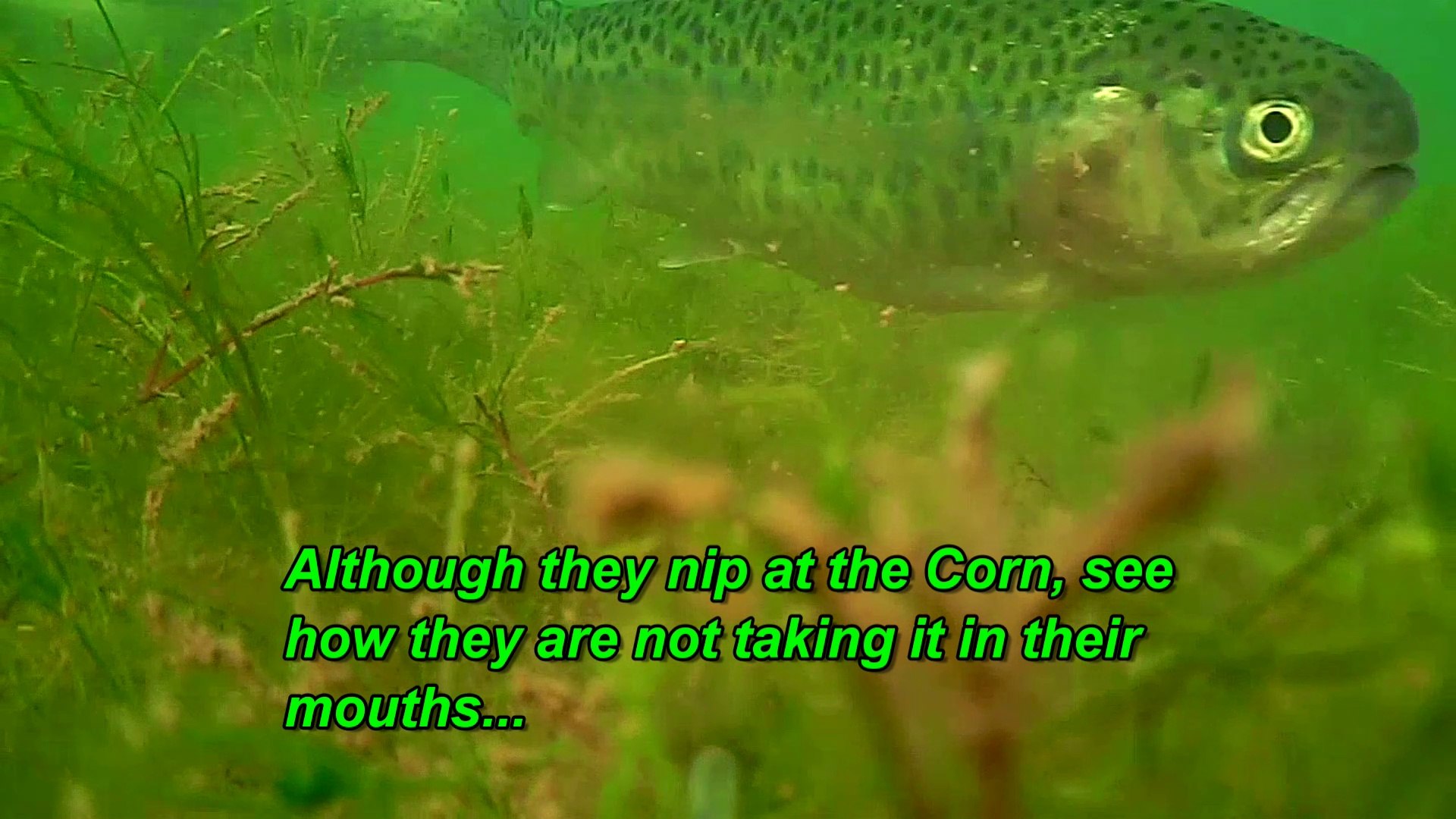 Corn or Power Bait Underwater Video of Trout #waterwolfcamera