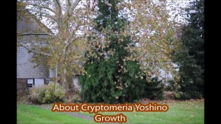 Cryptomeria can grow in some shade
