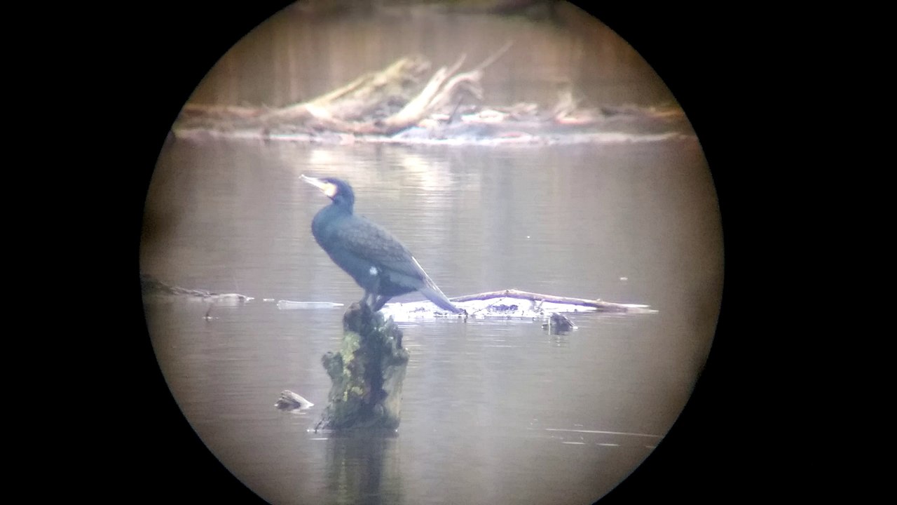 Kormoran in meinem Jagdrevier