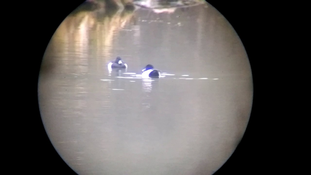 Reiherenten in meinem jagdrevier