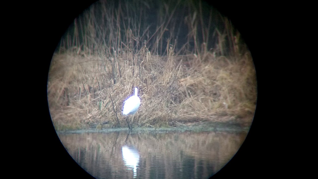 Seidenreiher in meinem Jagdrevier
