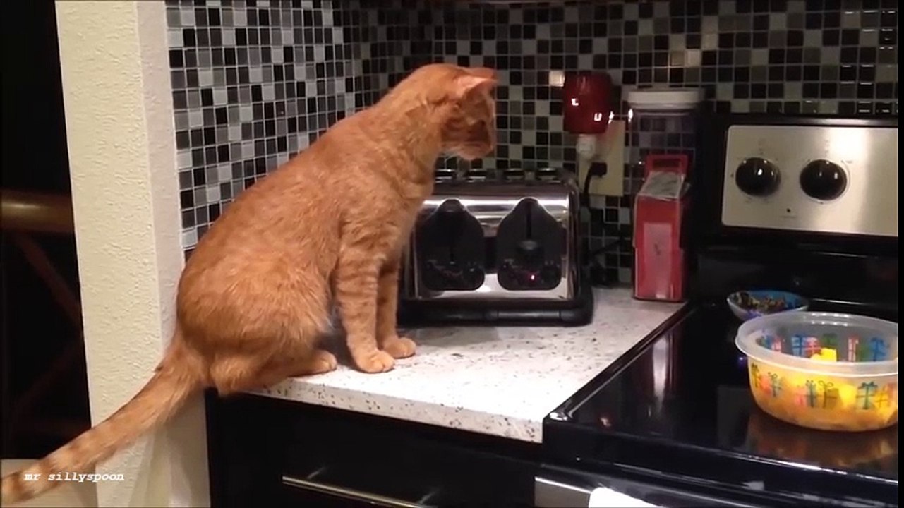 SCARDEY CATS - funny cats compilation